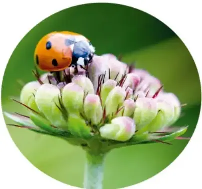 Fotografía circular de una mariquita (insecto con puntos negros) sobre una flor con botones rosados y verdes.