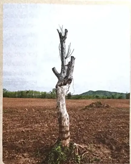 Fotografía de un árbol seco en un terreno árido, relacionada con las consecuencias del cambio climático.