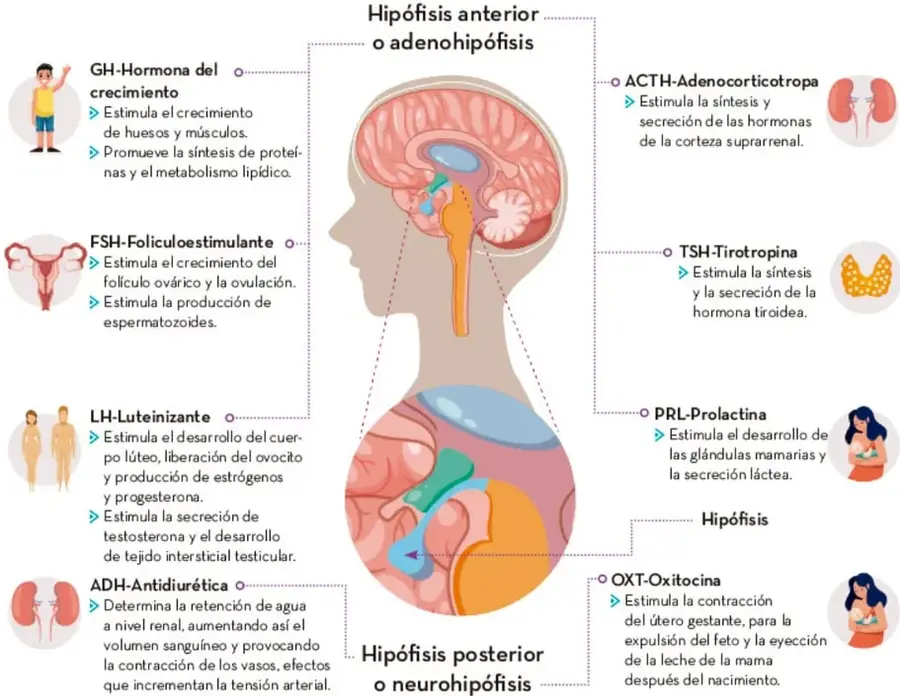 Infografía de un perfil humano que muestra el encéfalo, el hipotálamo y la hipófisis, con flechas hacia las hormonas de la adenohipófisis (GH, FSH, LH, ADH, ACTH, TSH, PRL) y de la neurohipófisis (OXT), cada una con su función e íconos ilustrativos.