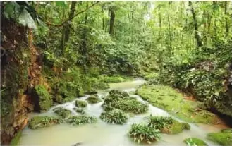 Bosque lluvioso de la Amazonía ecuatoriana, con abundante vegetación y un riachuelo.