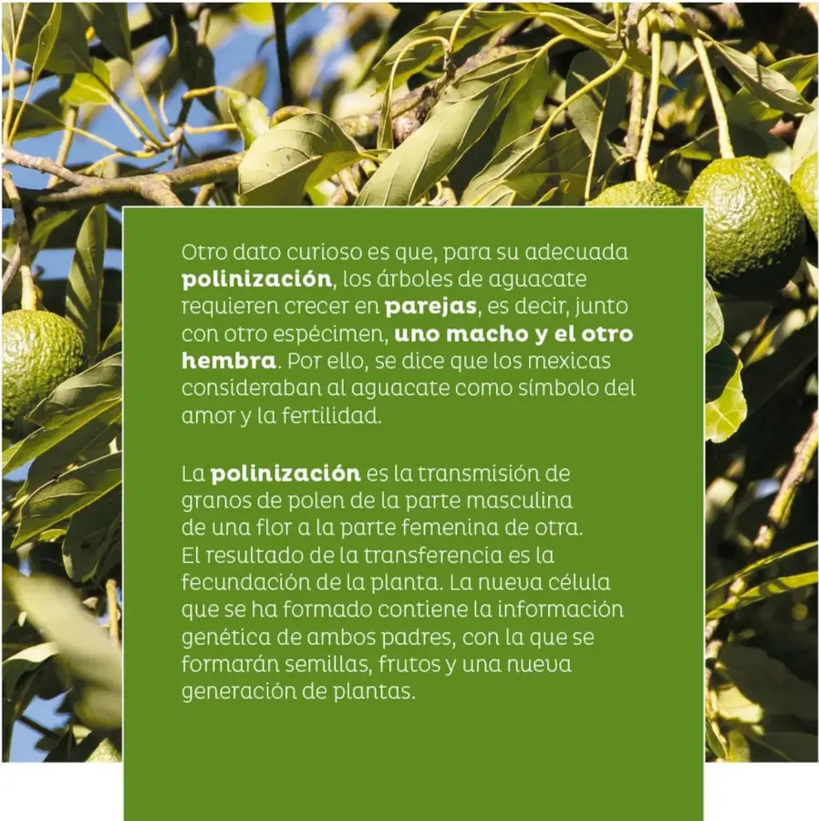 Fotografía de un aguacatero con ramas, hojas verdes, varios aguacates colgando y cielo azul entre el follaje; sobre ella, un cuadro verde con el texto de la polinización.