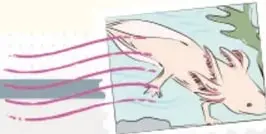 Ilustración de un ajolote rosado nadando entre plantas acuáticas.