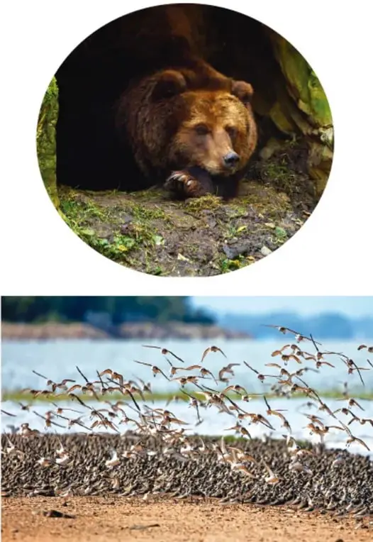 Fotografía circular de un oso pardo en estado de hibernación dentro de una cueva.