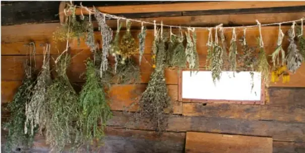 Manojo de hierbas medicinales secas colgadas de un cordel sobre una pared de madera.