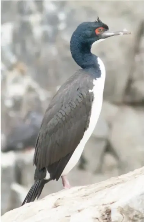 Cormorán de pie sobre una roca: cabeza y cuello negros con penacho, ojo rojizo, pecho blanco y cuerpo oscuro.