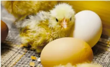 Pollito junto a huevos (reproducción)