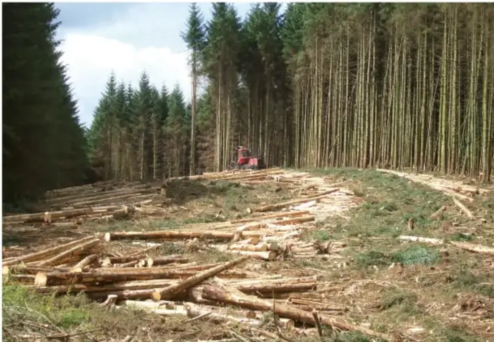 Fotografía de un bosque de pinos con una zona de tala: troncos cortados en el suelo y maquinaria roja entre los árboles.