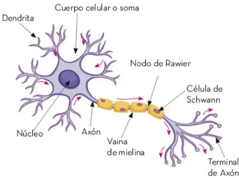 Esquema de una neurona con sus partes: dendrita, cuerpo celular o soma, núcleo, axón, vaina de mielina, nodo de Ranvier, célula de Schwann y terminal de axón.