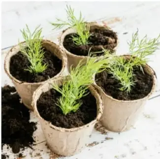Cinco macetas pequeñas con plantas de frijol germinadas.