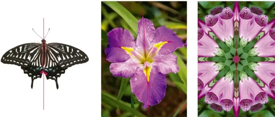 Mariposa con alas extendidas y una línea vertical roja que marca su eje de simetría.