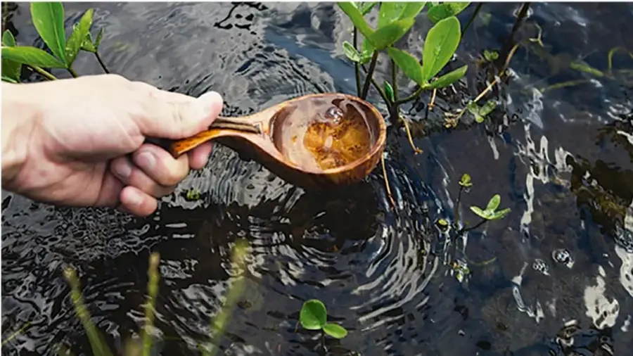 Fotografía de una mano que toma agua con una cuchara de madera en un arroyo o manantial rodeado de vegetación acuática, ilustrando la toma de muestras de agua.