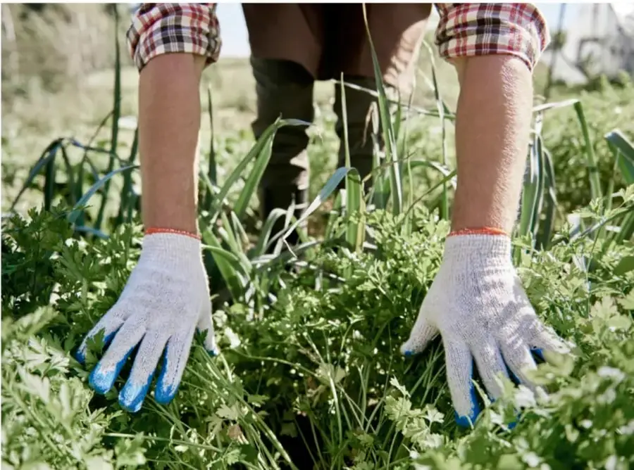 Fotografía de una persona con guantes de jardinería y botas trabajando entre plantas verdes, sembrando o cuidando un cultivo.