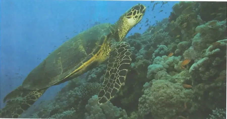 Fotografía submarina de una tortuga marina nadando sobre un arrecife de coral.