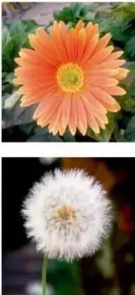 Fotografía de una flor gerbera naranja con pétalos radiales.