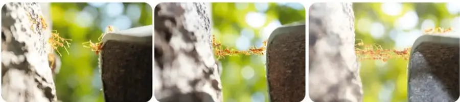 Tres fotografías consecutivas que muestran hormigas formando un puente con sus propios cuerpos para cruzar de una piedra a un bloque.