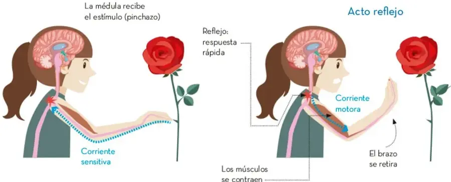 Esquema de una mujer que recibe un pinchazo en el brazo; se muestra la médula espinal y la corriente sensitiva.