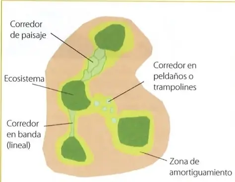 Diagrama de tipos de corredores biológicos: corredor de paisaje, corredor en banda o lineal, corredor en peldaños o trampolines, ecosistemas y zona de amortiguamiento.