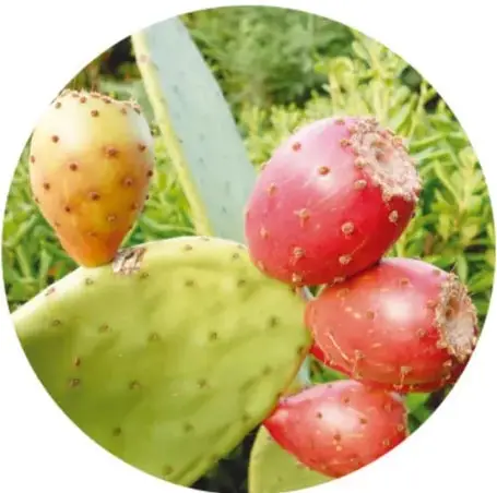 Fotografía circular de tunas rojas y una amarilla sobre pencas de nopal verdes.