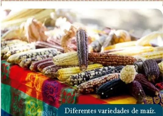 Mazorcas de diferentes variedades de maíz nativo sobre un tejido colorido.