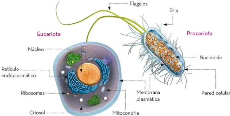 Esquema comparativo de una célula eucariota (con núcleo, retículo endoplasmático, ribosomas, mitocondrias, citosol) y una procariota (con nucleoide, membrana plasmática, pared celular, flagelos y pilis).