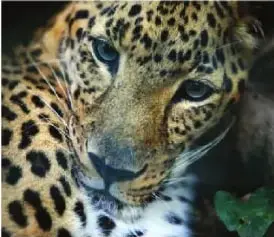 Fotografía de un jaguar con pelaje amarillo y manchas negras.