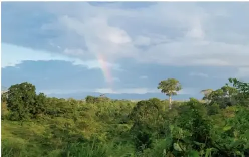 Fotografía de una selva tropical con un arcoíris, que ilustra la densa vegetación de la barrera natural.