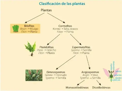 Diagrama de clasificación de las plantas: las briofitas incluyen al musgo; las cormofitas se dividen en pteridofitas, como los helechos, y espermatofitas, que incluyen gimnospermas y angiospermas.