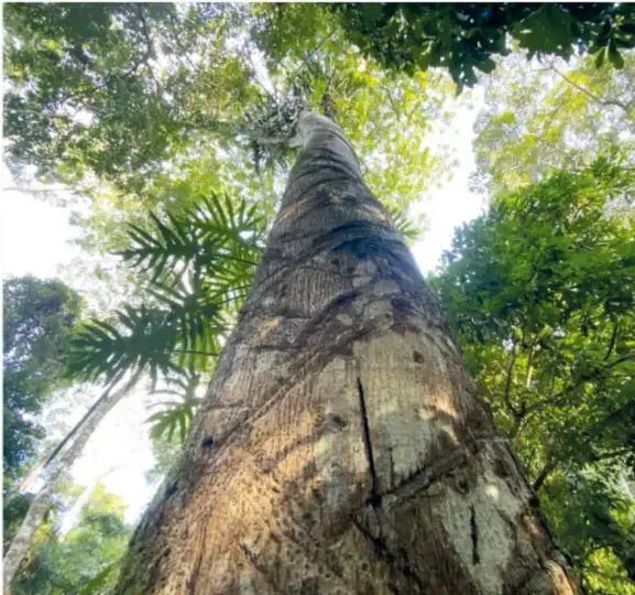 Fotografía de un árbol del chicle (chicozapote) muy alto, visto desde abajo, con su tronco recto entre la vegetación de la selva tropical.