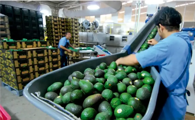 Fotografía de una planta de proceso agrícola: trabajadores con camisa azul seleccionan y acomodan aguacates en una banda transportadora; al fondo hay cajas apiladas y personal manipulando producto.