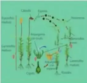 Diagrama coloreado del ciclo del helecho con frondas y esporas.