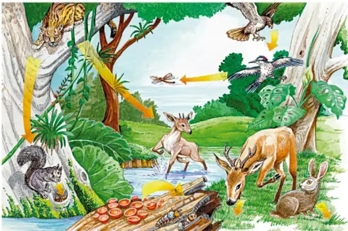 Ilustración de un ecosistema con árboles, un río y diversos animales (jaguar, venado, conejo, ardilla, aves y un insecto). Flechas amarillas y anaranjadas indican relaciones alimentarias o flujos de energía entre los organismos.