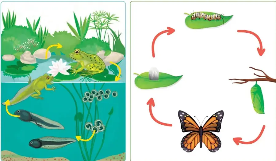 Esquema del ciclo de vida del sapo: huevos entre plantas acuáticas, dos renacuajos negros nadando, un renacuajo con patas delanteras y traseras, y un sapo verde adulto sobre las rocas de la orilla; flechas amarillas curvas muestran el paso del agua a la tierra.
