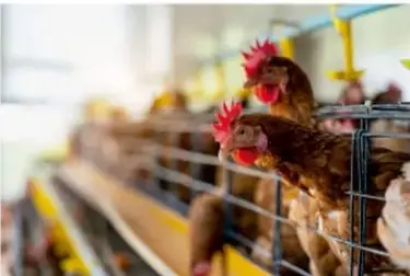 Gallinas en una granja avícola, relacionadas con la producción de huevo y carne de pollo.