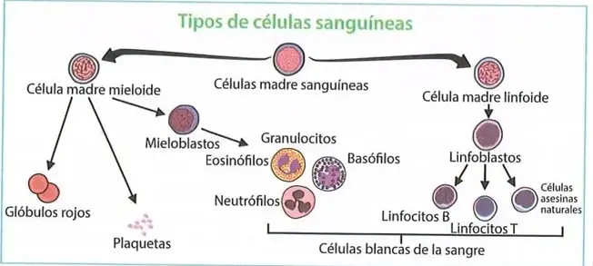 Figura 3 de Ciencias Naturales 8° · Egb 8 Ciencias Naturales 2025 · 2025