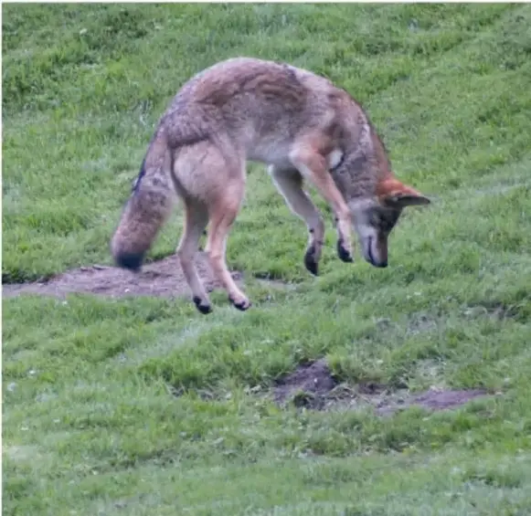 Fotografía de un coyote saltando o lanzándose con la cabeza hacia el suelo sobre pasto verde, como pescando o cazando pequeños animales.