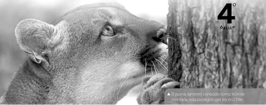 Fotografía en blanco y negro de un puma (león de montaña) de perfil, junto a un tronco de árbol, con la patita delantera apoyada en la corteza.