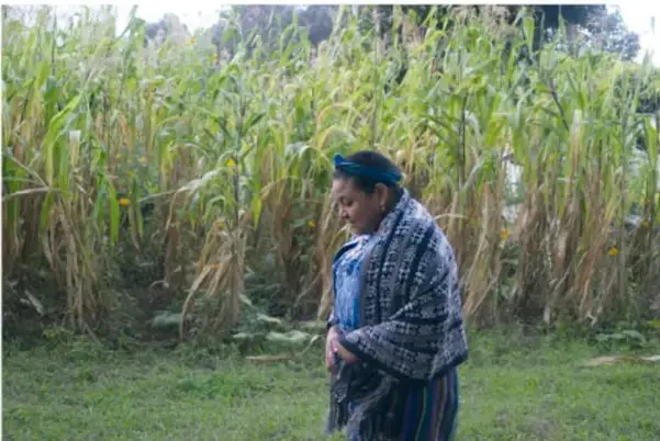 Fotografía de una mujer indígena con ropa tradicional caminando frente a un campo de plantas altas de maíz.