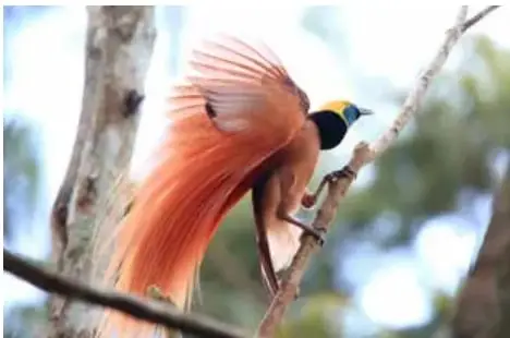 Fotografía de un ave del paraíso macho posada en una rama, con plumaje naranja brillante y cabeza negra con detalles amarillos.