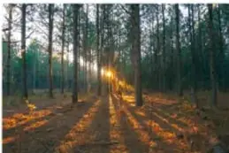 Bosque templado de coníferas con luz del sol