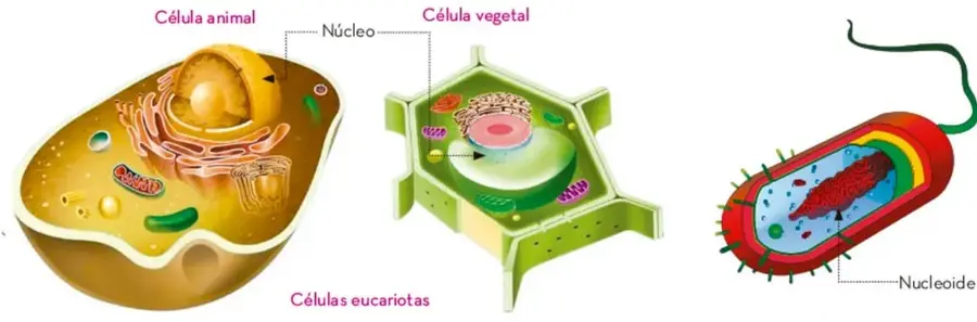 Célula animal con el núcleo señalado como una esfera oscura dentro del citoplasma.