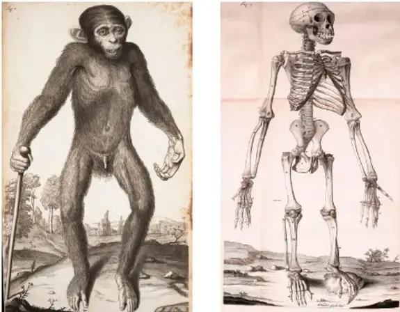 Dos láminas anatómicas antiguas: a la izquierda un chimpancé de pie apoyado en un bastón; a la derecha un esqueleto humano; ejemplo clásico de comparación de semejanzas y diferencias.