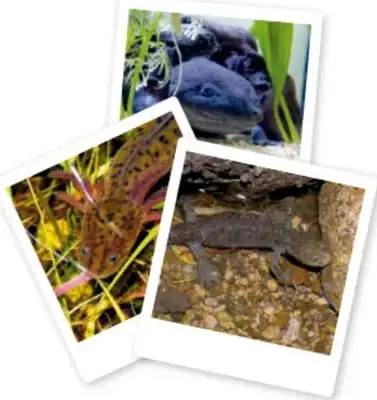 Tres fotografías tipo polaroid superpuestas: una rana verde entre plantas acuáticas, un ajolote o salamandra sobre piedras y una rana pequeña entre la vegetación.