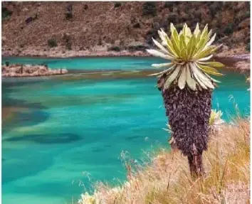 Un frailejón en un paisaje de páramo. La imagen ejemplifica la adaptación de las plantas de zonas frías para conservar el calor.
