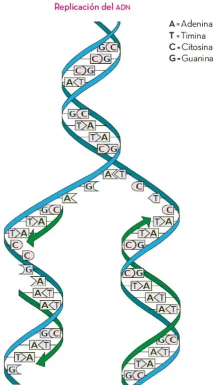 Esquema de la replicación del ADN: doble hélice que se abre y forma dos cadenas nuevas, con las bases A, T, C y G apareadas.