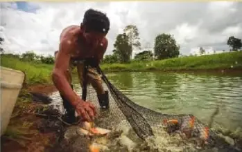 Un hombre pesca tilapia en un río de la Amazonía ecuatoriana.