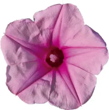 Fotografía de una flor rosa tipo petunia con cinco pétalos cuyos pliegues radiales forman un contorno de cinco lados; en el centro tiene un punto rojo oscuro.