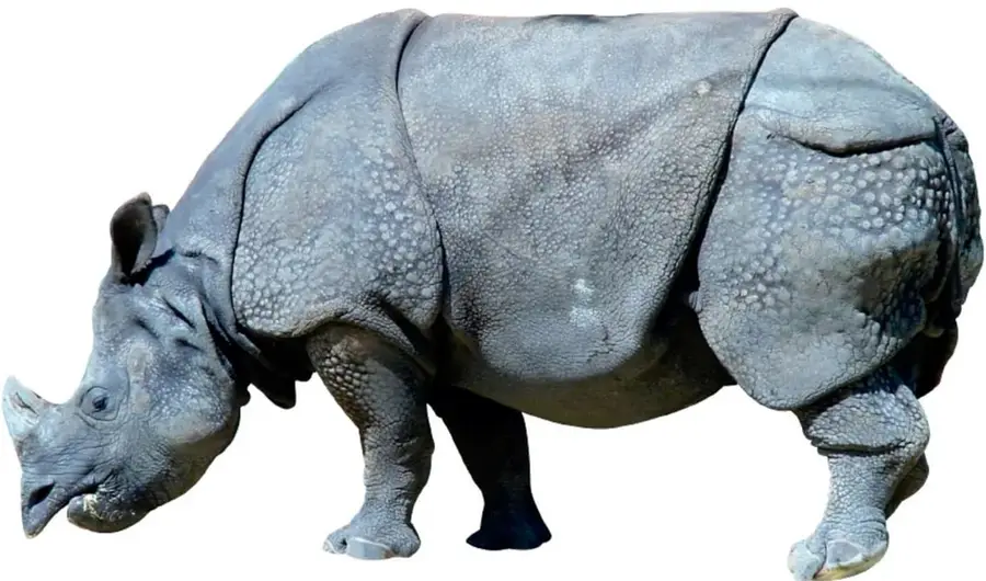 Fotografía a color de un rinoceronte de perfil sobre fondo blanco, con la piel gris gruesa y plegada y un cuerno corto sobre el hocico.