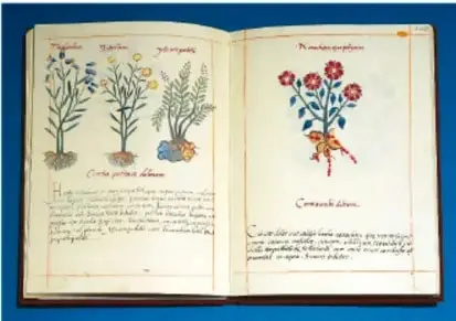 Doble página iluminada del Códice De la Cruz-Badiano con plantas medicinales y texto.