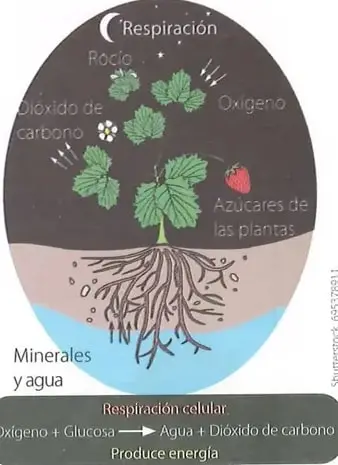 Figura 3 de Ciencias Naturales 8° · Egb 8 Ciencias Naturales 2025 · 2025