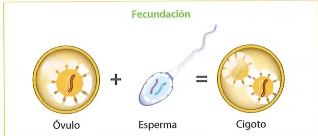 Figura 2 de Ciencias Naturales 9° · 2025